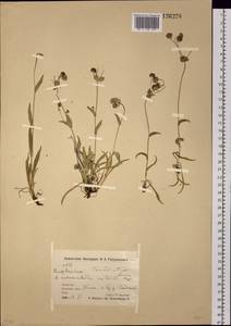 Bupleurum triradiatum Adams ex Hoffm., Siberia, Chukotka & Kamchatka (S7) (Russia)