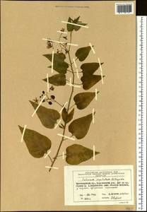 Solanum dulcamara L., Siberia, Central Siberia (S3) (Russia)