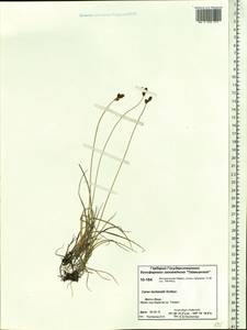 Carex lachenalii subsp. lachenalii, Siberia, Central Siberia (S3) (Russia)