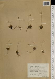 Draba alpina L., Siberia, Central Siberia (S3) (Russia)