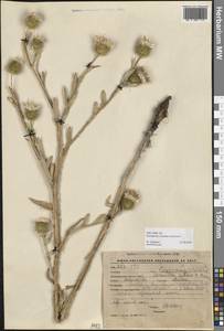 Cousinia severtzovii Regel, Middle Asia, Western Tian Shan & Karatau (M3) (Kyrgyzstan)