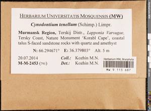 Cynodontium tenellum (Schimp.) Limpr., Bryophytes, Bryophytes - Karelia, Leningrad & Murmansk Oblasts (B4) (Russia)