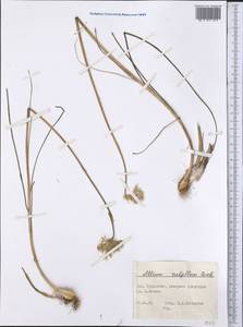 Allium rubellum M.Bieb., Middle Asia, Kopet Dag, Badkhyz, Small & Great Balkhan (M1) (Turkmenistan)