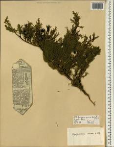 Juniperus procera Hochst. ex Endl., Africa (AFR) (Ethiopia)