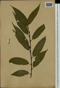 Salix fragilis L., Eastern Europe, Latvia (E2b) (Latvia)