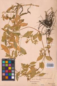 Silene baccifera (L.) Durande, Eastern Europe, Central forest-and-steppe region (E6) (Russia)