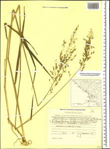 Arrhenatherum elatius (L.) P.Beauv. ex J.Presl & C.Presl, Caucasus, Abkhazia (K4a) (Abkhazia)