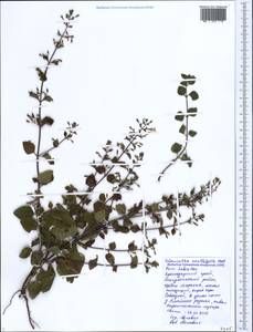 Clinopodium menthifolium, Caucasus, Black Sea Shore (from Novorossiysk to Adler) (K3) (Russia)