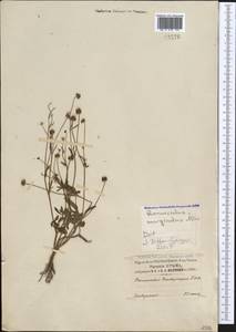 Ranunculus marginatus d'Urv., Crimea (KRYM) (Russia)