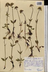 Valeriana capitata Link, Siberia, Yakutia (S5) (Russia)