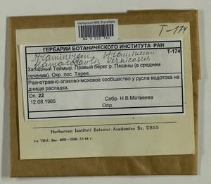 Hamatocaulis vernicosus (Mitt.) Hedenäs, Bryophytes, Bryophytes - Krasnoyarsk Krai, Tyva & Khakassia (B17) (Russia)