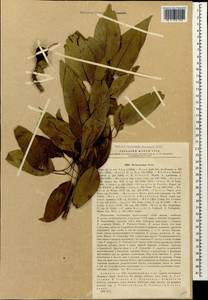 Pyrus syriaca Boiss., Caucasus, Armenia (K5) (Armenia)