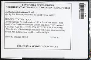 Pseudisothecium stoloniferum (Brid.) Grout, Bryophytes, Bryophytes - America (BAm) (United States)