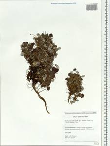 Dryas octopetala subsp. ajanensis (Juz.) Hultén, Siberia, Russian Far East (S6) (Russia)