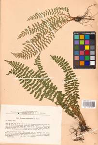 Woodsia polystichoides D. C. Eat., Siberia, Russian Far East (S6) (Russia)