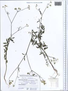 Torilis arvensis (Huds.) Link, Caucasus, Krasnodar Krai & Adygea (K1a) (Russia)