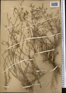 Seriphidium turanicum (Krasch.) Poljak., Middle Asia, Muyunkumy, Balkhash & Betpak-Dala (M9) (Kazakhstan)