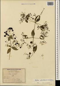 Rubia tinctorum L., Caucasus, Georgia (K4) (Georgia)