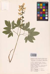 Corydalis cava (L.) Schweigg. & Körte, Eastern Europe, Central forest-and-steppe region (E6) (Russia)