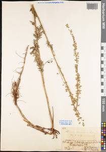 Artemisia armeniaca Lam., Eastern Europe, Eastern region (E10) (Russia)