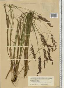 Calamagrostis villosa (Chaix) J.F.Gmel., Eastern Europe, West Ukrainian region (E13) (Ukraine)