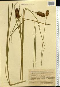 Typha laxmannii Lepech., Siberia, Western Siberia (S1) (Russia)