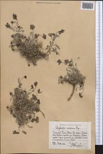 Oxytropis savellanica Boiss., Middle Asia, Western Tian Shan & Karatau (M3) (Kyrgyzstan)