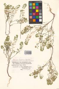 Meniocus linifolius (Stephan ex Willd.) DC., Eastern Europe, Eastern region (E10) (Russia)