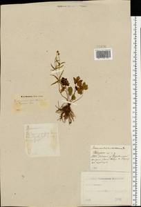 Ranunculus auricomus L., Eastern Europe, North-Western region (E2) (Russia)