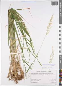 Calamagrostis arundinacea (L.) Roth, Eastern Europe, Central forest region (E5) (Russia)