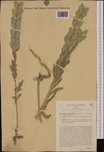 Fibigia clypeata (L.) Medik., Western Europe (EUR) (Italy)