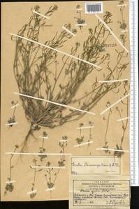 Draba stenocarpa Hook. fil. & Thomson, Middle Asia, Pamir & Pamiro-Alai (M2) (Kyrgyzstan)