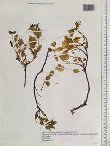 Hylotelephium populifolium (Pall.) H. Ohba, Siberia, Altai & Sayany Mountains (S2) (Russia)