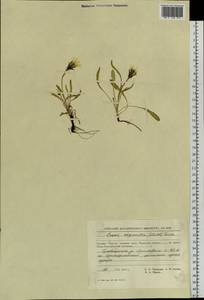 Crepis chrysantha (Ledeb.) Turcz., Siberia, Chukotka & Kamchatka (S7) (Russia)