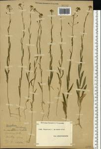 Camelina microcarpa Andrz. ex DC., Eastern Europe, South Ukrainian region (E12) (Ukraine)