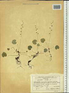 Mitella nuda L., Siberia, Central Siberia (S3) (Russia)