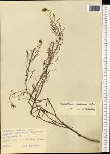 Brassica elongata subsp. pinnatifida (Schmalh.) Greuter & Burdet, Eastern Europe, North Ukrainian region (E11) (Ukraine)