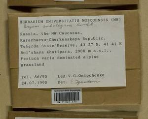 Rosulabryum moravicum (Podp.) Ochyra & Stebel, Bryophytes, Bryophytes - North Caucasus & Ciscaucasia (B12) (Russia)