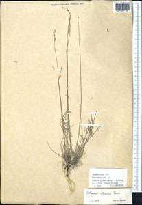 Astragalus intarrensis Franch., Middle Asia, Pamir & Pamiro-Alai (M2) (Tajikistan)