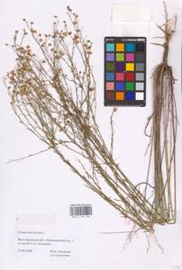 Linum austriacum L., Eastern Europe, Lower Volga region (E9) (Russia)