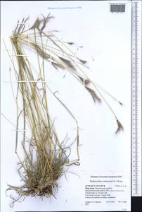 Bothriochloa ischaemum (L.) Keng, Middle Asia, Western Tian Shan & Karatau (M3) (Kyrgyzstan)