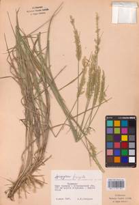 Agropyron fragile (Roth) P.Candargy, Eastern Europe, Lower Volga region (E9) (Russia)