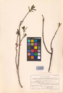 Daphne mezereum L., Eastern Europe, Eastern region (E10) (Russia)