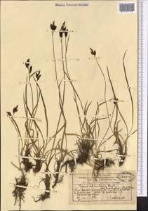 Carex orbicularis Boott, Middle Asia, Western Tian Shan & Karatau (M3) (Kazakhstan)