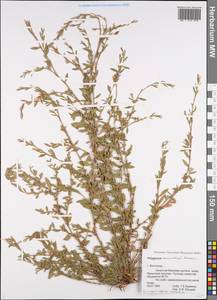 Polygonum arenastrum Boreau, Eastern Europe, Lower Volga region (E9) (Russia)