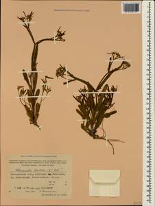 Valerianella dentata (L.) Pollich, Crimea (KRYM) (Russia)