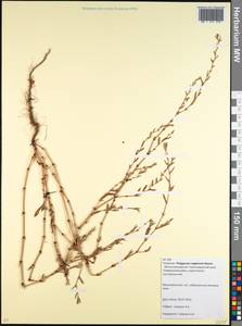 Polygonum aviculare subsp. neglectum (Besser) Arcang., Caucasus, Krasnodar Krai & Adygea (K1a) (Russia)