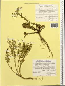 Lepidium campestre (L.) W.T. Aiton, Caucasus, Stavropol Krai, Karachay-Cherkessia & Kabardino-Balkaria (K1b) (Russia)
