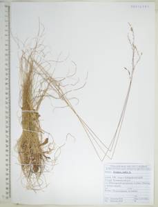 Festuca rubra L., Siberia, Russian Far East (S6) (Russia)