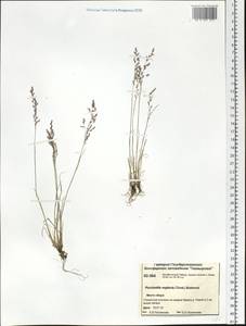 Puccinellia nuttalliana (Schult.) Hitchc., Siberia, Central Siberia (S3) (Russia)